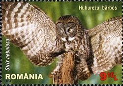 Nocturnal Birds of Prey - Great Grey Owl