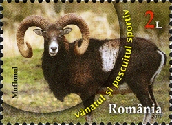 Sport Fishing and Hunting - Mouflon