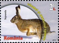 Sport Fishing and Hunting - European Hare