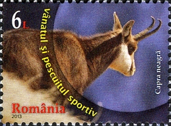 Sport Fishing and Hunting - Chamois