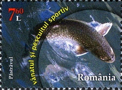 Sport Fishing and Hunting - Trout