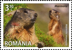 Fauna - Species of Romania - Alpine Marmot