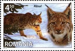 Fauna - Species of Romania - Eurasian Lynx