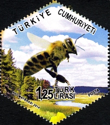 World Environment Day - Bees