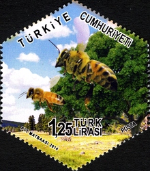 World Environment Day - Bees