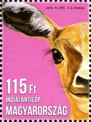 Animal Cubs - Blackbuck