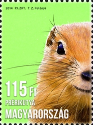 Animal Cubs - Prairie Dog