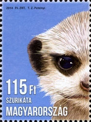 Animal Cubs - Meerkat