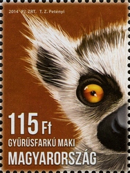 Animal Cubs - Ring-tailed Lemur