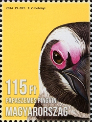 Animal Cubs - African Penguin