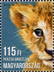 Animal Cubs - Asiatic Lion