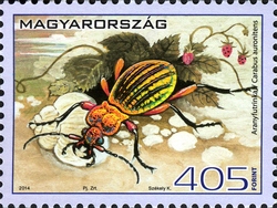Fauna of Hungary - Insects - Carabus auronitens
