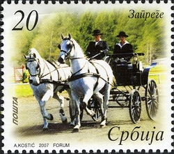Equestrian Sport