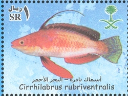 Rare Fish of the Red Sea - Cirrhilabrus rubriventralis