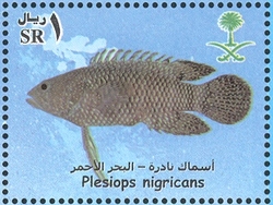 Rare Fish of the Red Sea - Plesiops nigricans