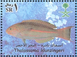 Rare Fish of the Red Sea - Thalassoma klunzingeri