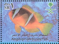 Rare Fish of the Red Sea - Amphiprion bicinctus