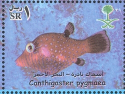 Rare Fish of the Red Sea - Canthigaster pygmaea