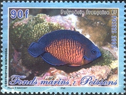 Submarine scenes - Fishes