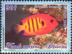 Submarine scenes - Fishes