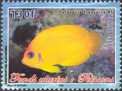 Submarine scenes - Fishes