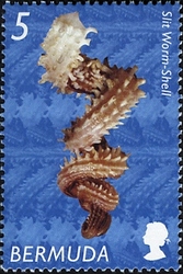 Bermudan Shells - Slit Worm-shell