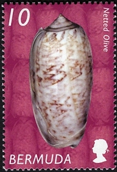 Stamp, Bermudan Shells - Netted Olive, Bermuda,  