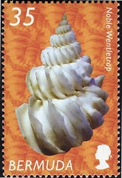Bermudan Shells - Noble Wentletrap