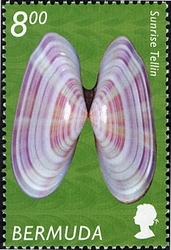Bermudan Shells - Sunrise Tellin