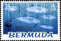 WWF - Bluefin Tuna