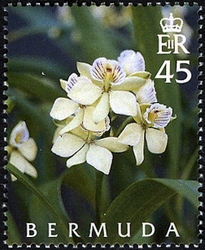50th Anniversary of Bermuda Orchid Society
