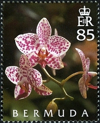 50th Anniversary of Bermuda Orchid Society