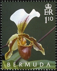 50th Anniversary of Bermuda Orchid Society