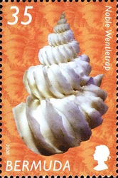 Stamp, Shells Reprint - Noble Wenteltrap, Bermuda,  