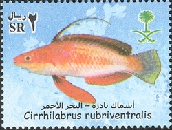 Rare Fish of the Red Sea - Cirrhilabrus rubriventralis