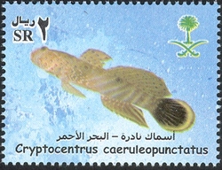 Rare Fish of the Red Sea - Cryptocentrus caeruleopunctatus