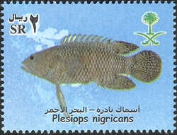 Rare Fish of the Red Sea - Plesiops nigricans
