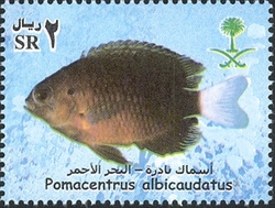 Rare Fish of the Red Sea - Pomacentrus albicaudatus