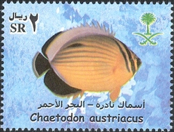 Rare Fish of the Red Sea - Chaetodon austriacus