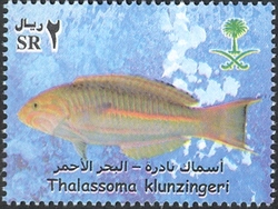 Rare Fish of the Red Sea - Thalassoma klunzingeri