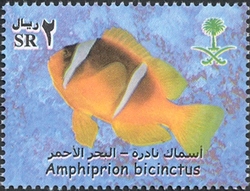 Rare Fish of the Red Sea - Amphiprion bicinctus
