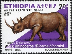 Critically endangered Rhinoceros - Black Rhinoceros (Diceros bicornis)