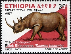 Critically endangered Rhinoceros - Black Rhinoceros (Diceros bicornis)