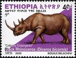Critically endangered Rhinoceros - Black Rhinoceros (Diceros bicornis)