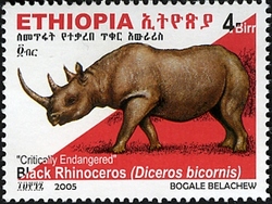 Critically endangered Rhinoceros - Black Rhinoceros (Diceros bicornis)