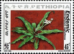 Aloe Species - Chlorophytum neghellense