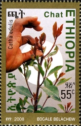Khat Chewing and it's Consequences