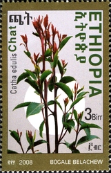 Khat Chewing and it's Consequences