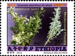 Medicinal Plants - Artemisia absinthium