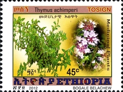 Medicinal Plants - Thymus achimperi